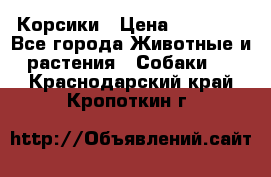 Корсики › Цена ­ 15 000 - Все города Животные и растения » Собаки   . Краснодарский край,Кропоткин г.